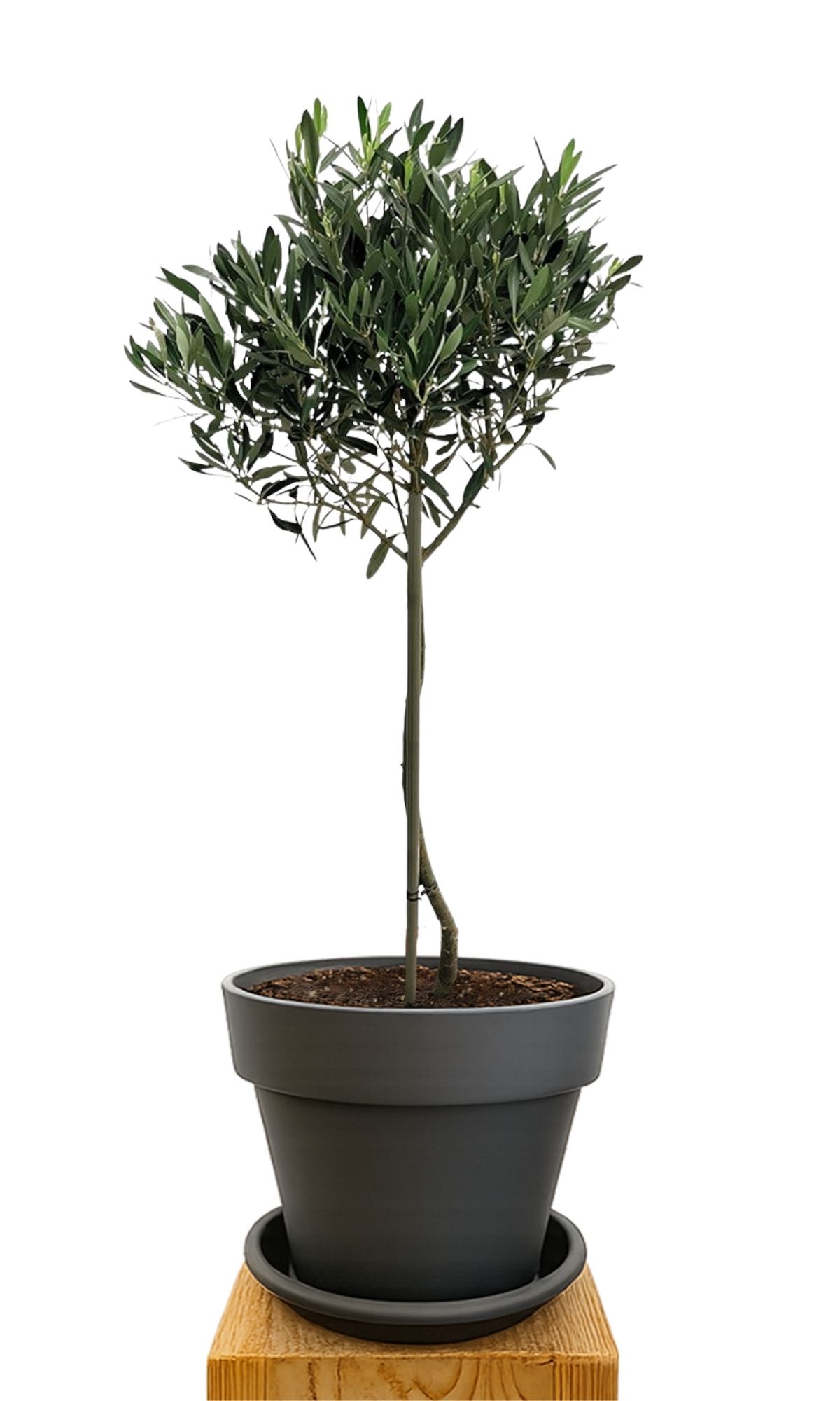 Kit de plantation 30 Anthracite